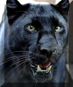 Panther